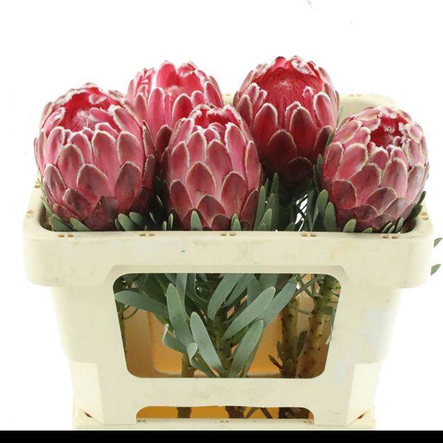 <h4>PROTEA VENUS</h4>