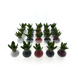 Wax Hyacint Herfstkleuren 'Marble mix'