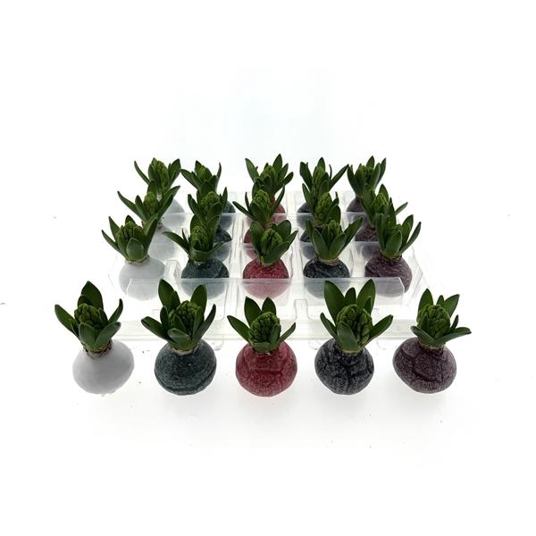 <h4>Wax Hyacint Herfstkleuren 'Marble mix'</h4>
