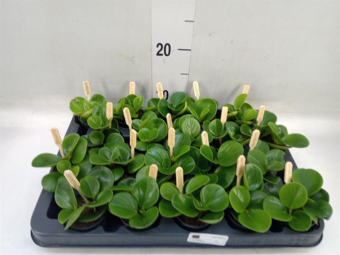 <h4>Peperomia obt. 'Green Gold'</h4>
