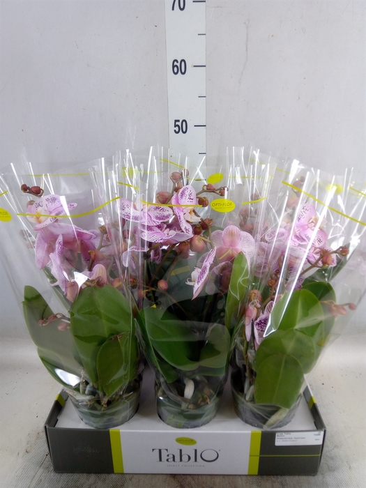 <h4>Phalaenopsis   ...rose</h4>