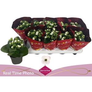 KAL EN ASTERIA WHITE