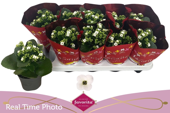 <h4>KAL EN ASTERIA WHITE</h4>