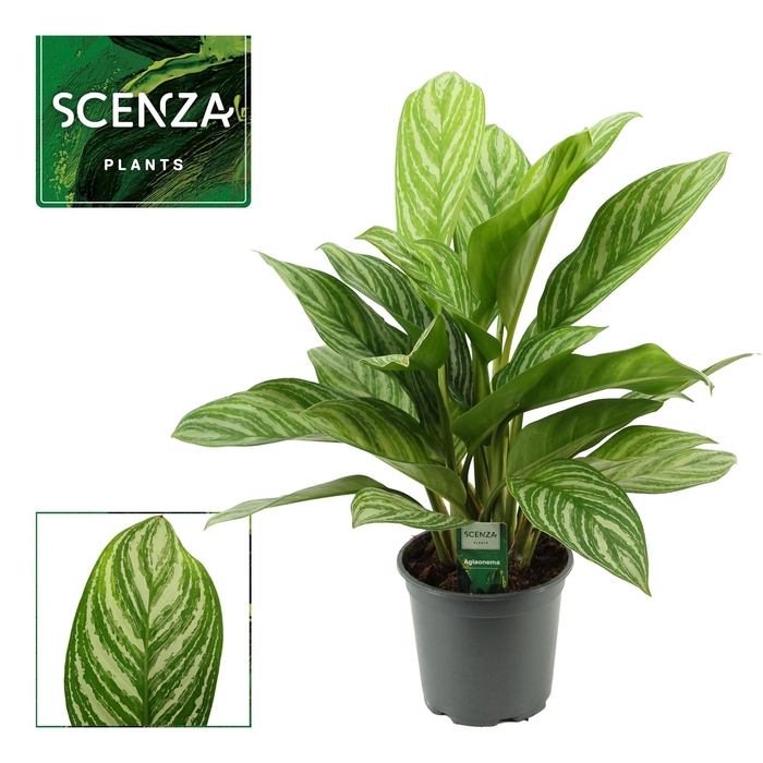 <h4>Aglaonema 17 cm Stripes (Scenza)</h4>