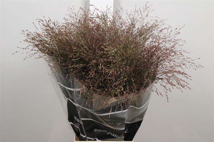 <h4>Panicum Warrior</h4>