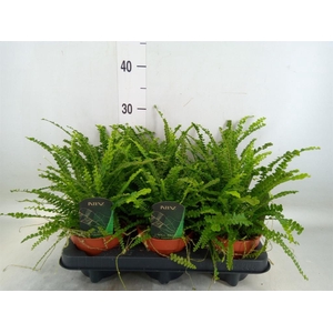 Nephrolepis cord. 'Duffii'