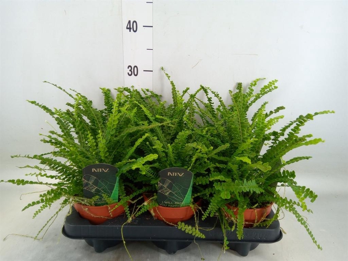 <h4>Nephrolepis cord. 'Duffii'</h4>