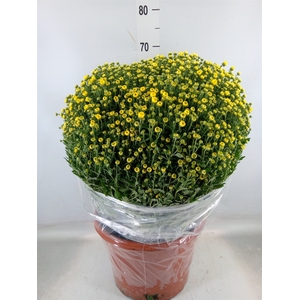 Chrysanthemum   ..GR