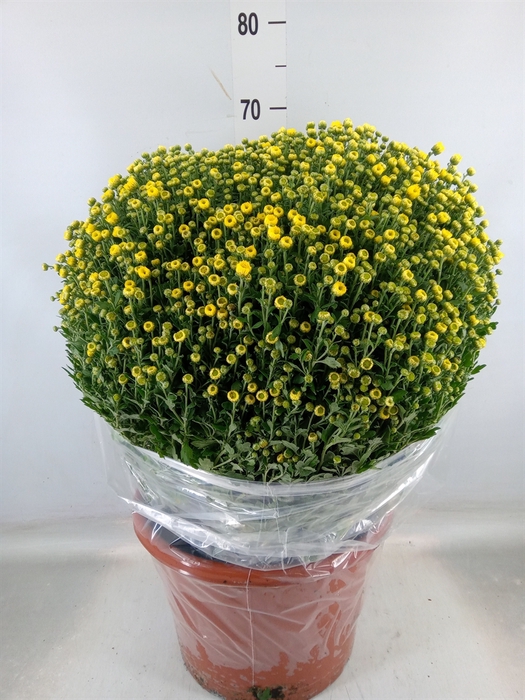 <h4>Chrysanthemum   ..GR</h4>