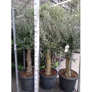 Olea europaea