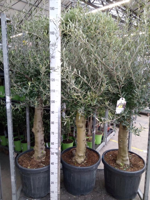 <h4>Olea europaea</h4>