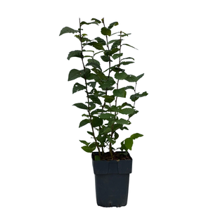 Carpinus betulus P17