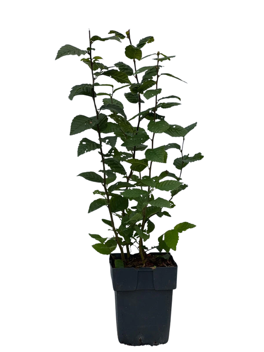 <h4>Carpinus betulus P17</h4>