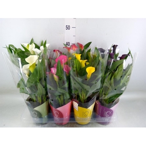 Zantedeschia   ...mix