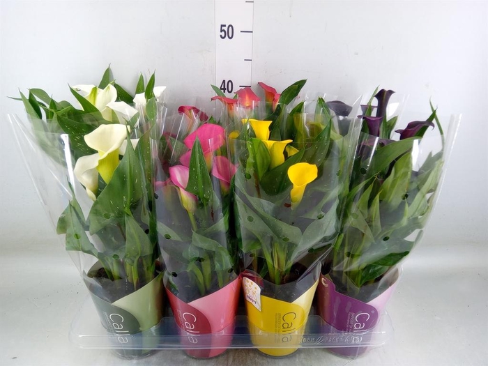 <h4>Zantedeschia   ...mix</h4>
