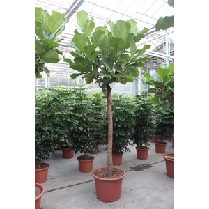 Ficus lyrata