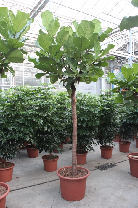 <h4>Ficus lyrata</h4>