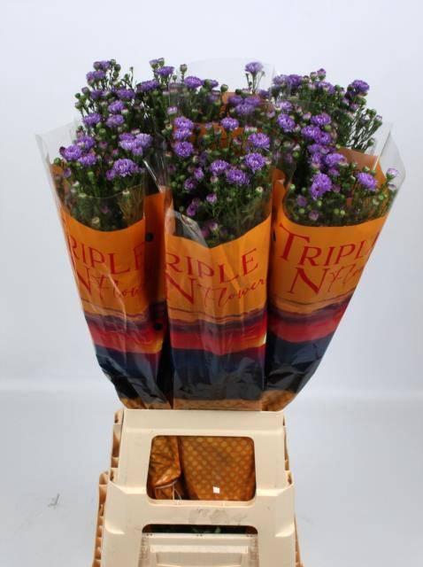 <h4>AST OV LILA</h4>