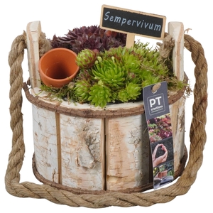PTS7447 Arrangement Sempervivum in houten pot