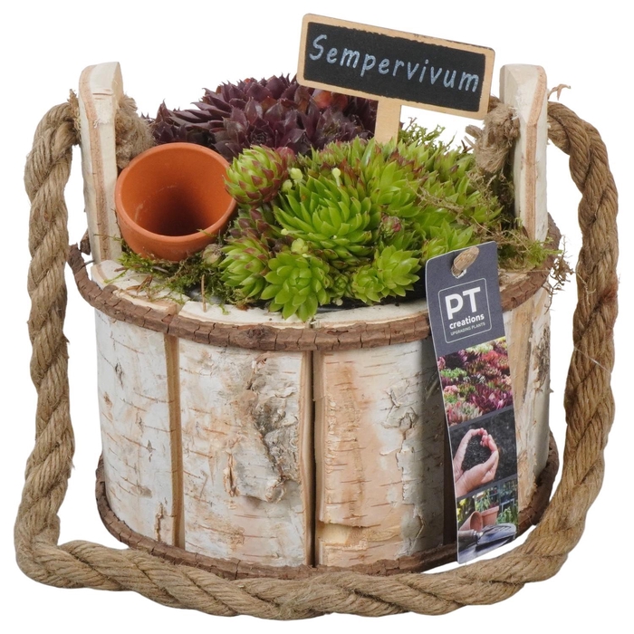 <h4>PTS7447 Arrangement Sempervivum in houten pot</h4>