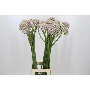 Allium Silverspring