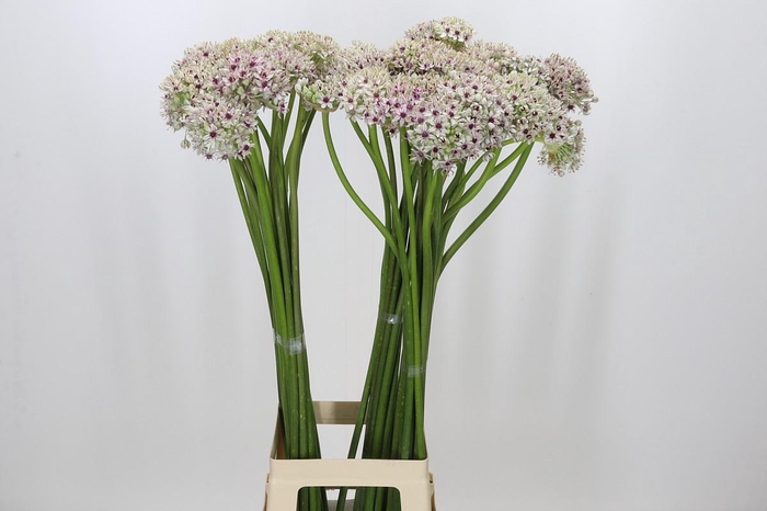 <h4>Allium Silverspring</h4>