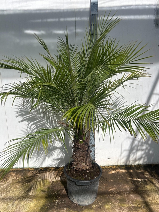 <h4>PHOENIX ROEBELENII</h4>