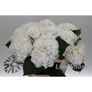 Hydrangea schneeball