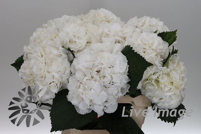 <h4>Hydrangea schneeball</h4>