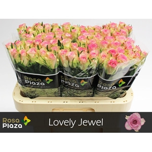 R GR LOVELY JEWEL