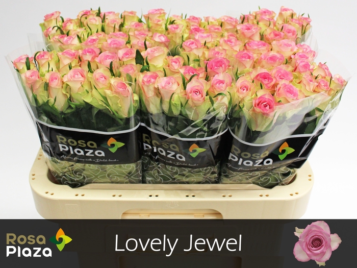 <h4>R GR LOVELY JEWEL</h4>