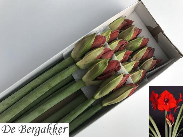 <h4>HIPP GA RED LION</h4>