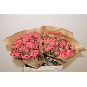 Anem Marianne Powder Coral