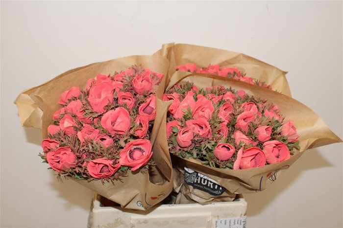 <h4>Anem Marianne Powder Coral</h4>