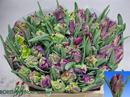 <h4>Tu Pa Secret Parrot</h4>