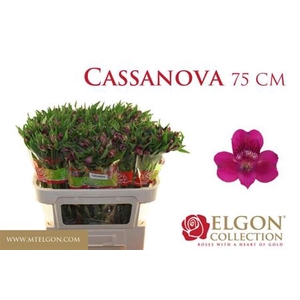 ALSTR CASANOVA