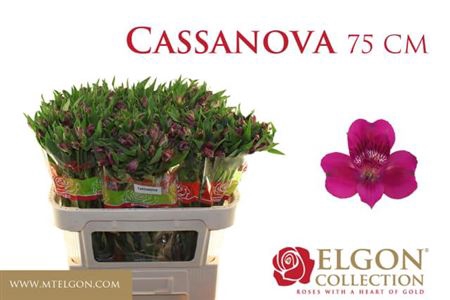 ALSTR CASANOVA