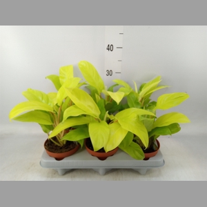 Philodendron  'Malay Gold'