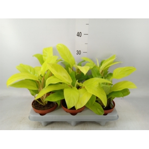 Philodendron  'Malay Gold'