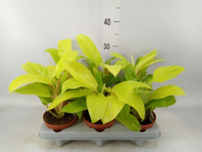<h4>Philodendron  'Malay Gold'</h4>