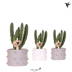 Kolibri Greens Stapelia Leendertziae in Spike pot mix