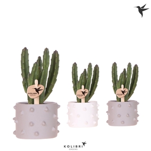 Kolibri Greens Stapelia Leendertziae in Spike pot mix