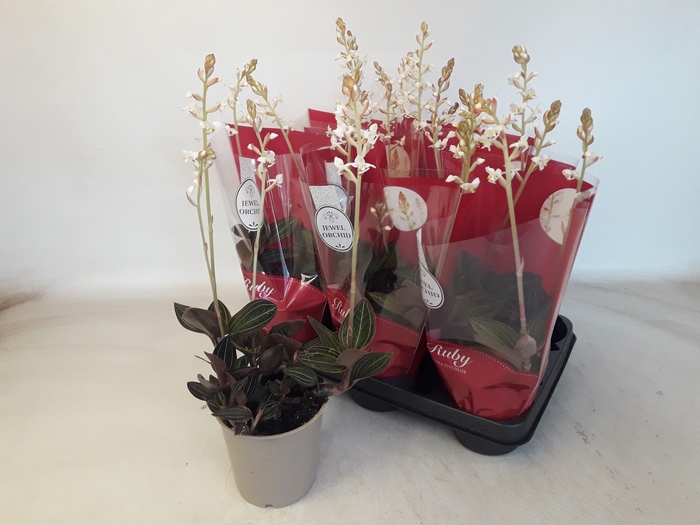 <h4>LUD DISCOLOR</h4>