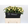 Paeo L Duchesse De Nemours Xl