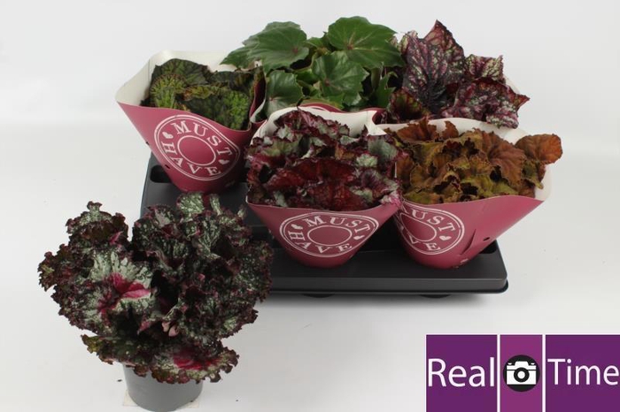 <h4>BEG BEL GEM</h4>