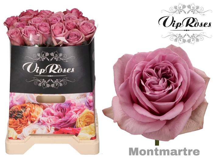 R GR MONT MARTRE+ x 20