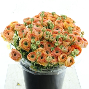 Ran Su Sr Mambo Dark Peach 1a