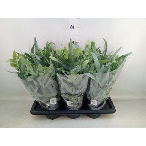 Phlebodium aureum 'Blue Star'