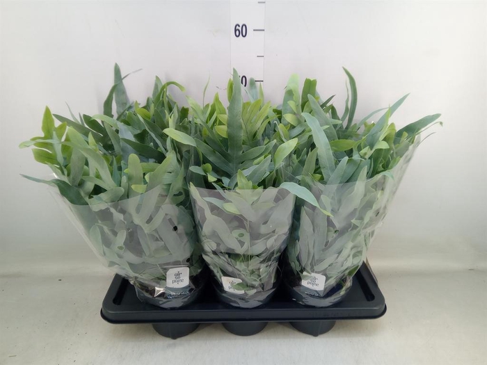 <h4>Phlebodium aureum 'Blue Star'</h4>