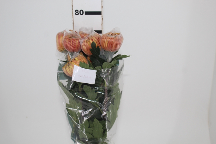 <h4>ANASTASIA DARK FUEGO 080 CM</h4>